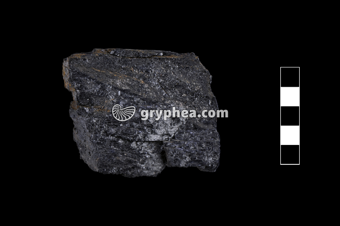 Lignite - échantillon - gryphea.org